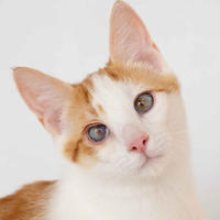     Генри Форд - ласковый целовательный котенок