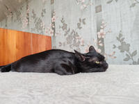 Морис Дружный