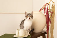 Булочка Веро - ласковая малышка