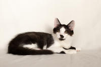 Карат Вах - мохнатый красавчик