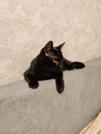 Морис Дружный