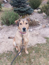 Веста Дружная