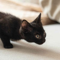 Стич Мотольский