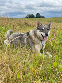 Эмма Дружная - ещё одна ненужная собака