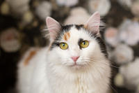 Чара Вах - Кошка, белая