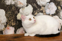 Эззи Вах - Кошка, белая