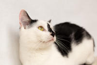 Мура Вах - кошка