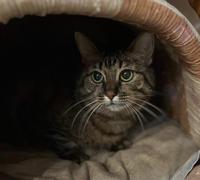 Маша Одоевская