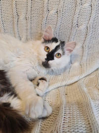 Джастин Дачный