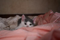 Кронос Вах - милый озорник