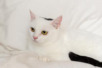 Эззи Вах - Кошка, белая