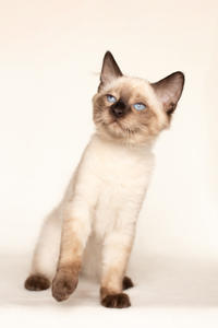 Кирио - Милая сиамочка