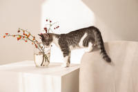 Белочка Веро - Красота! Характер! Личность!