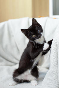 Барби Шугаевская