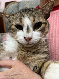 Темка Минчаков