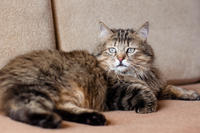 Мэделин - роковая красотка