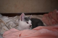 Кронос Вах - милый озорник