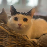     Глашенька Одоевская