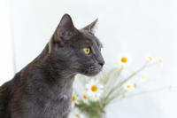 Катрин Притыцкая