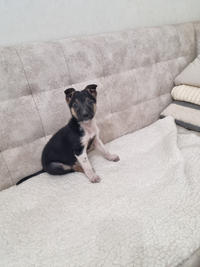 Гарик - Крошка щенок