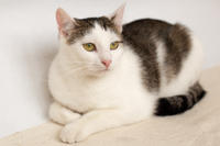 Малышка Вах - кошка