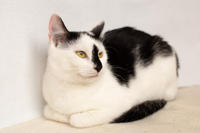 Мура Вах - кошка