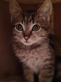 Брюс Дружный