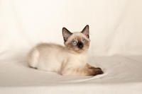 Кирио - Милая сиамочка