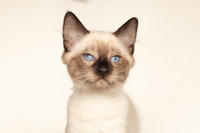 Кирио - Милая сиамочка