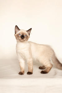 Кирио - Милая сиамочка