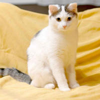     Смайла Вах - кошка