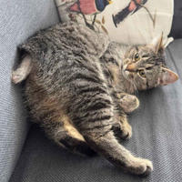 Мурчёна Глинки