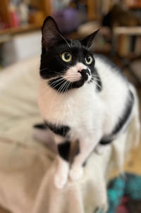 Бэтман Тимошенко