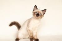 Кирио - Милая сиамочка