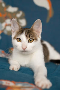 Арбузик полосатый - любовь в полоску!