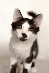 Карат Вах - мохнатый красавчик