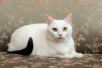 Эззи Вах - Кошка, белая