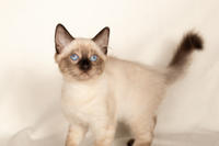 Кирио - Милая сиамочка