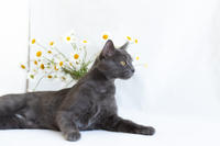 Катрин Притыцкая