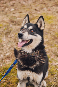 Кай Дружный