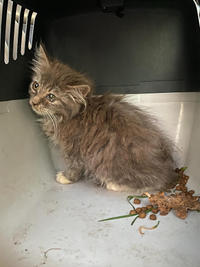 Грейсон - просто красавчик