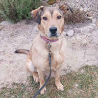 Веста Дружная