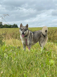 Эмма Дружная - ещё одна ненужная собака