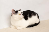 Мура Вах - кошка