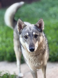 Эмма Дружная - ещё одна ненужная собака