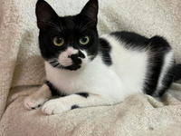 Бэтман Тимошенко