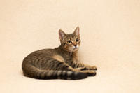 Томми Якубова [iva040584 - решение правления от 21 03 2024] - Славный пупс