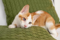 Генри Форд - ласковый целовательный котенок