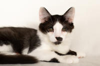 Карат Вах - мохнатый красавчик