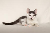 Кронос Вах - милый озорник